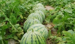 今日吃瓜热门大瓜每日更新,紧跟热门大瓜，揭秘娱乐圈最新动态